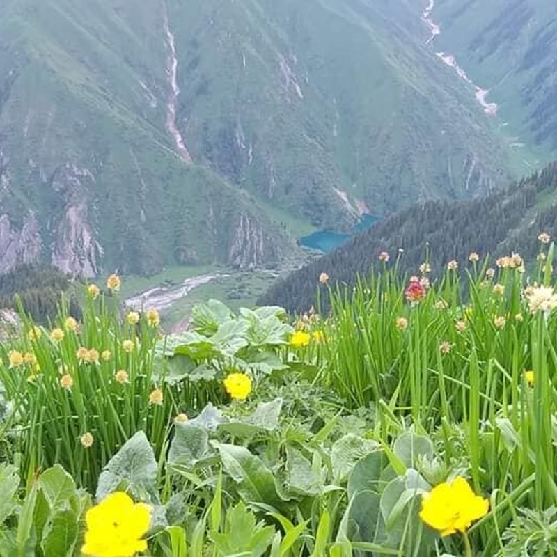 キルギスアトバシ産白いはちみつ、トクトグル高原マリアアザミ百花蜜セット200g トクトグル高原の百花蜜＜200g＞Red honey - High mountain poly