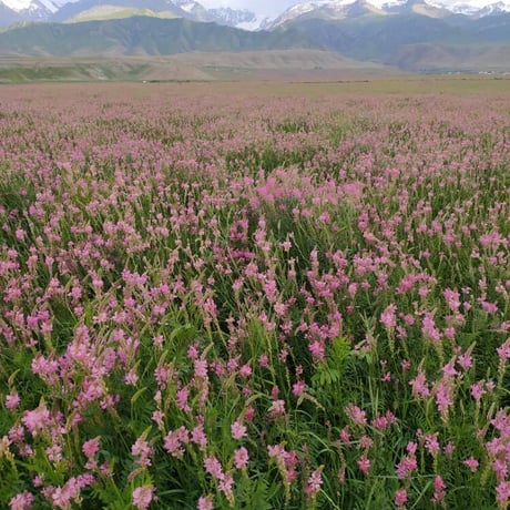 定期便・キルギスの白い蜂蜜　ホーリークローバー      <1KG>　お徳用パック