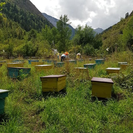 Red honey - High mountain polyfloral honey “Toktogul”   <0.5KG>　お徳用パック