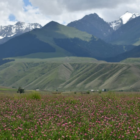 White honey - Holy clover (sainfoin) honey   <0.5KG>　お徳用パック