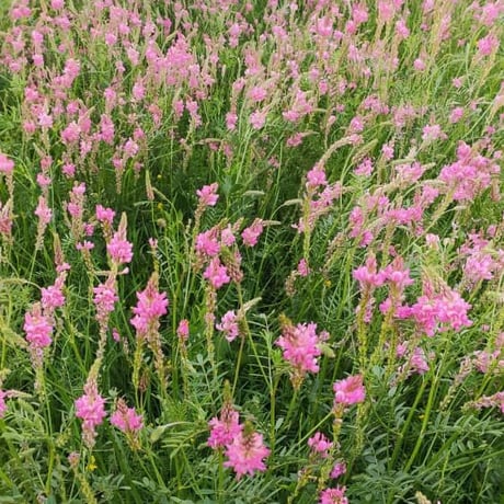 キルギスの白い蜂蜜　ホーリークローバーハニー＜100ｇ＞　White honey - Holy clover (sainfoin) honey