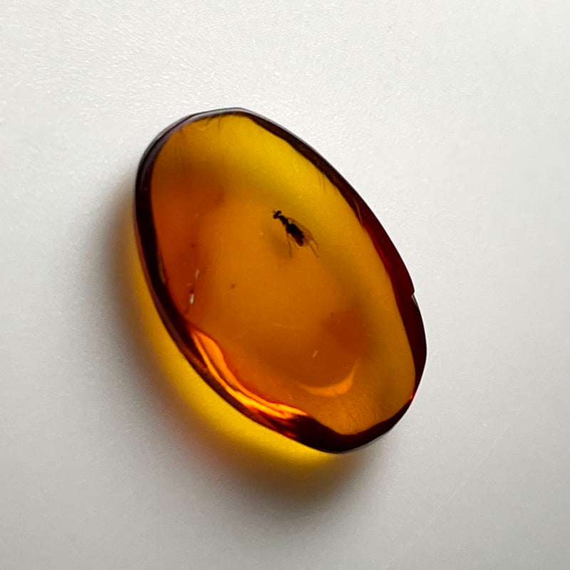 レア☆アンバー◇天然虫入り【琥珀】昆虫入り◇カボション◇タンブル