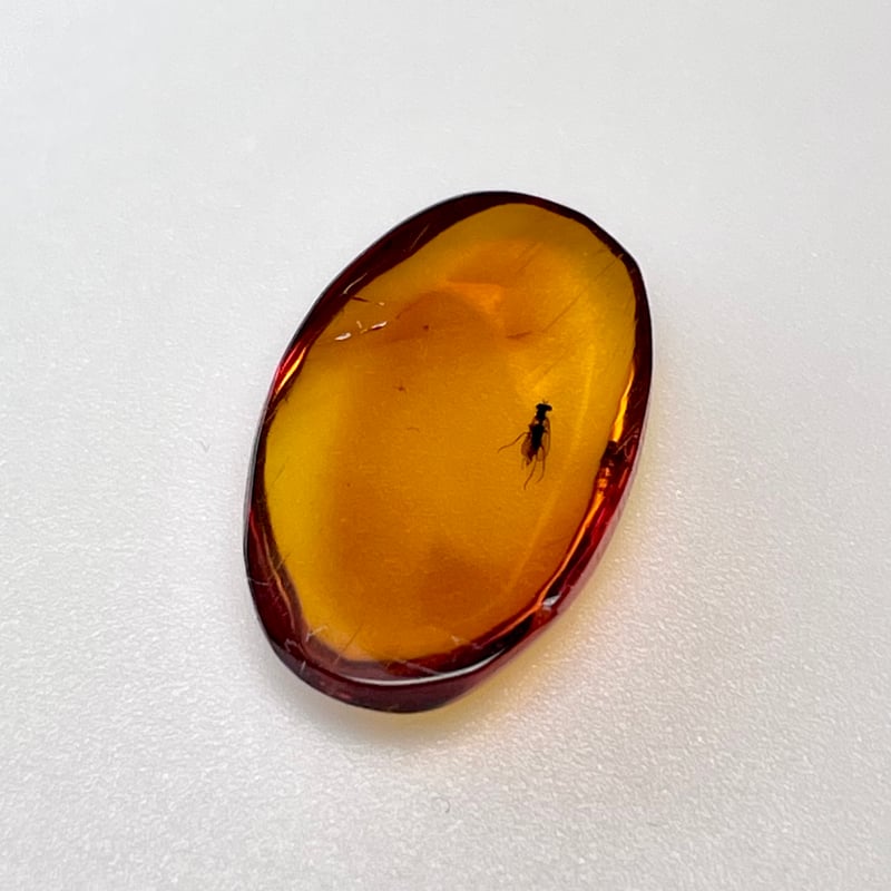 レア☆アンバー◇天然虫入り【琥珀】昆虫入り◇カボション◇タンブル