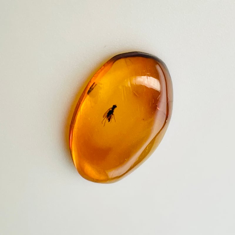 レア☆アンバー◇天然虫入り【琥珀】昆虫入り◇カボション◇タンブル