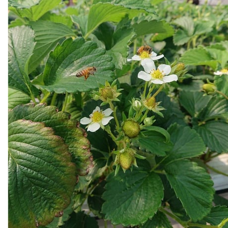 petillant　aux　fruit 【 Fraise3 】  甘味果実酒×6本