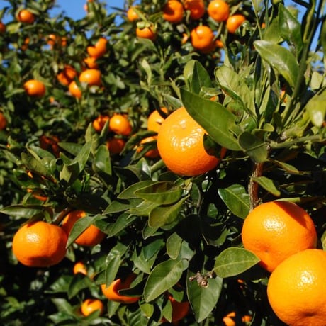 【 西浦 Mandarine 】 petillant　aux　fruit