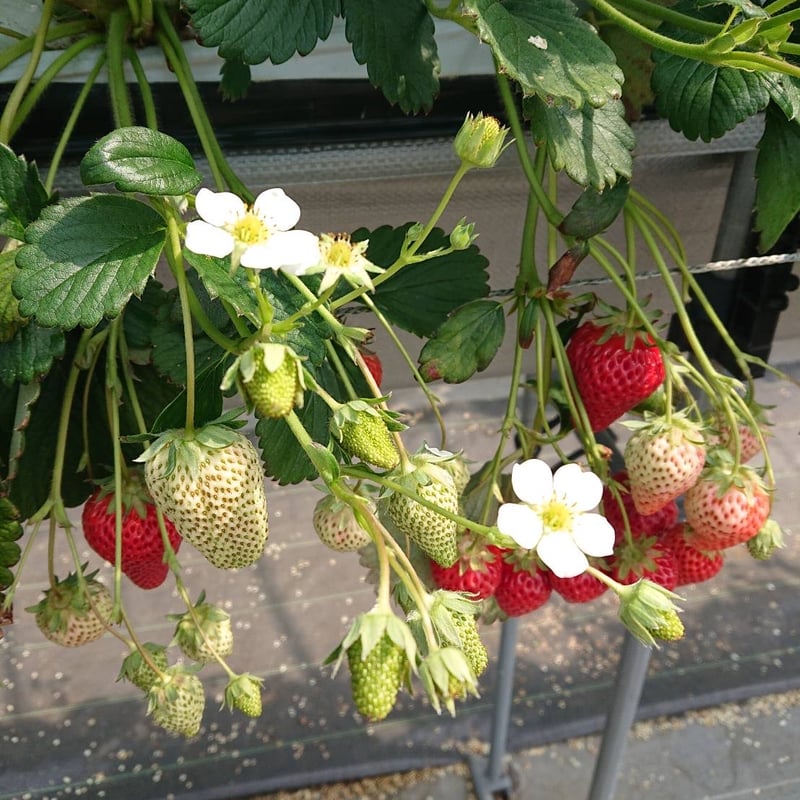 ノアンデ　クリアピールモイスト　４本まとめ売り ハイドアップ×グリッチオイル/Nグリーディー Z [SPECIAL MODEL