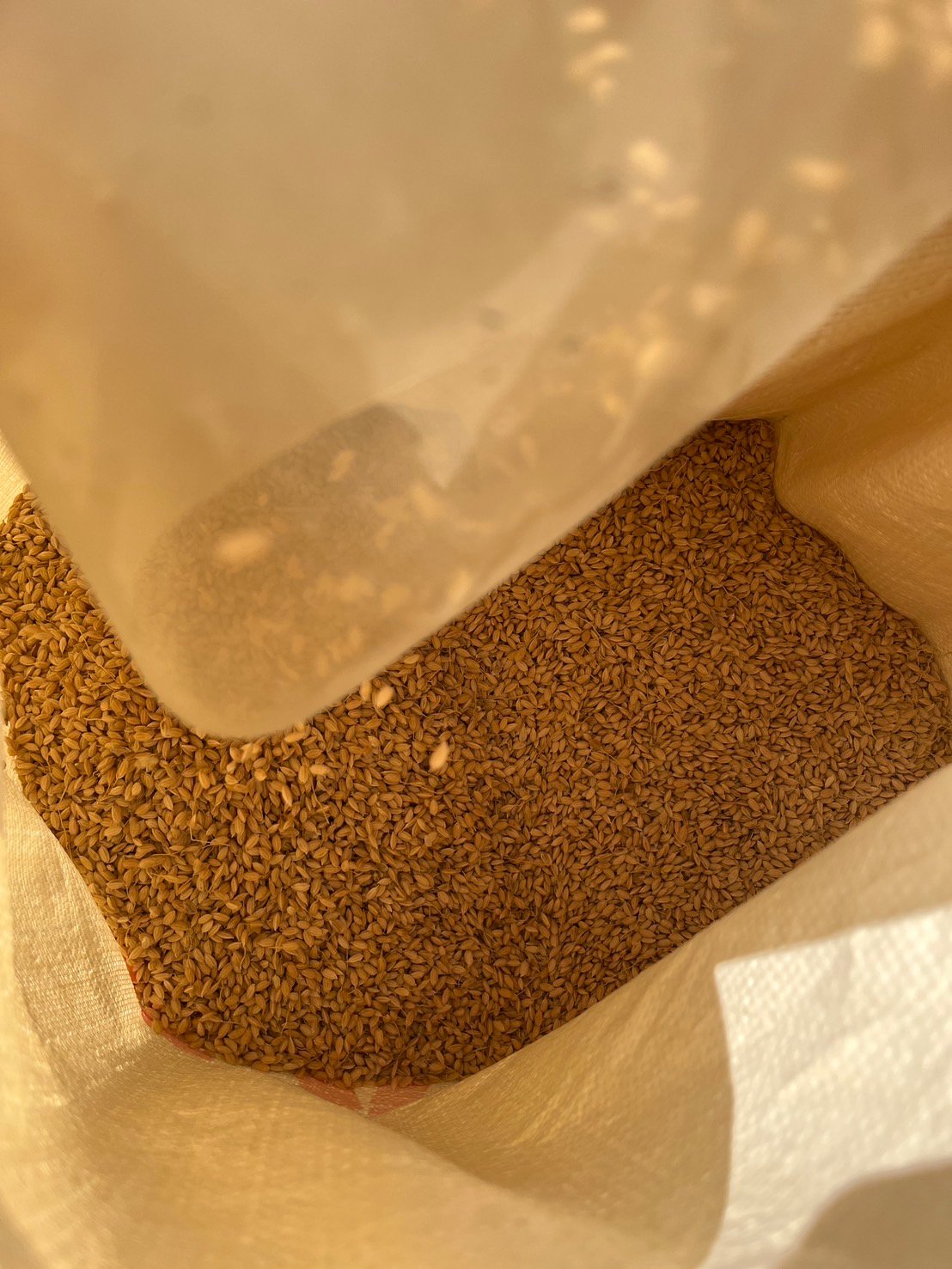 令和7年度長野県産 特別栽培米コシヒカリ 【はぜかけ米10kg】※栽培期間