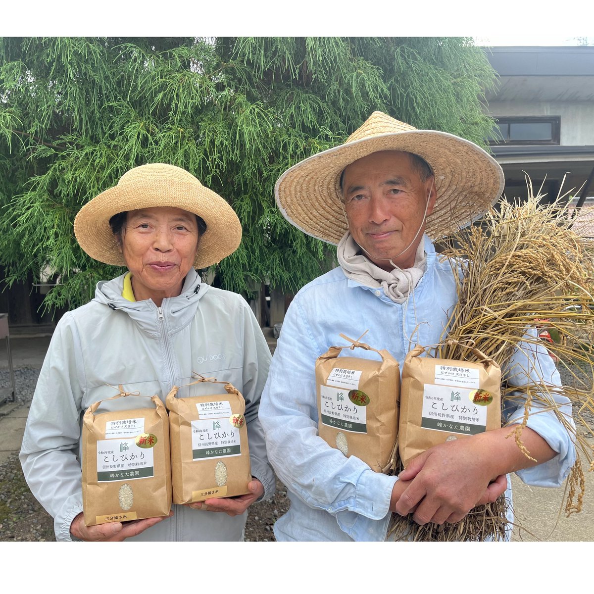 令和6年度長野県産 特別栽培米コシヒカリ 【はぜかけ米10kg 令和6年度長野県産 特別栽培米コシヒカリ 【はぜかけ米10kg