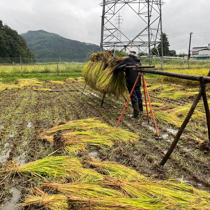 令和6年度長野県産 特別栽培米コシヒカリ 【はぜかけ米10kg 令和6年度長野県産 特別栽培米コシヒカリ 【はぜかけ米10kg