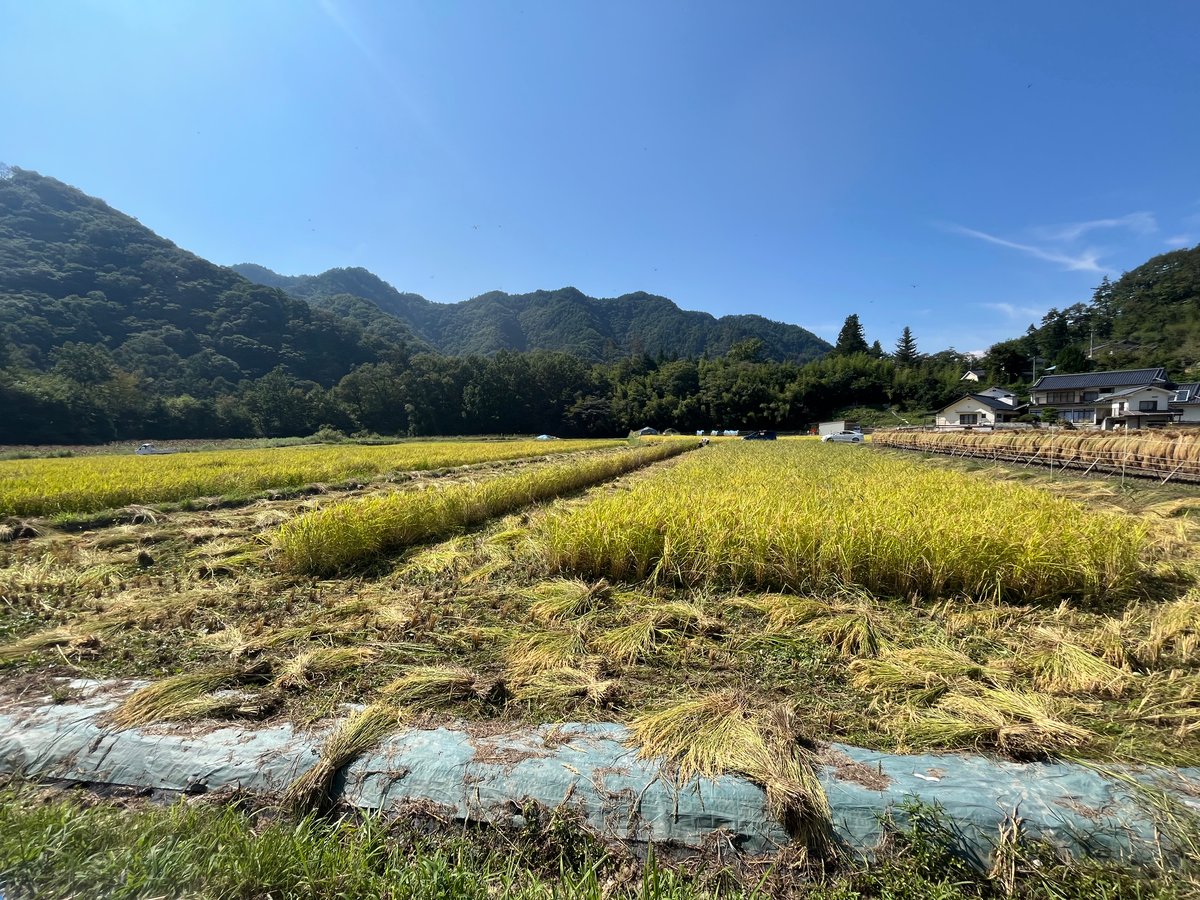 令和6年度長野県産 特別栽培米コシヒカリ 【はぜかけ米10kg 令和6年度長野県産 特別栽培米コシヒカリ 【はぜかけ米10kg