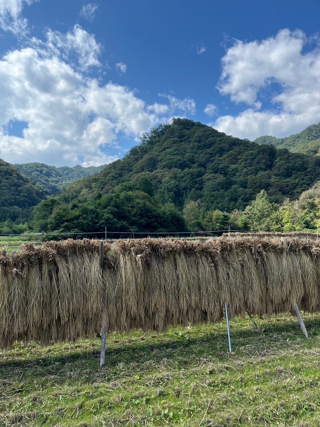 令和7年度長野県産 特別栽培米コシヒカリ 【はぜかけ米10kg】※栽培期間