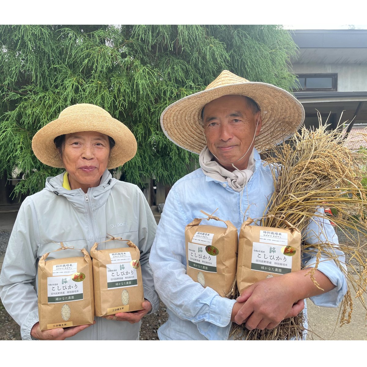令和6年度長野県産 特別栽培米コシヒカリ 【はぜかけ米20kg 令和6年度長野県産 特別栽培米コシヒカリ 【はぜかけ米20kg