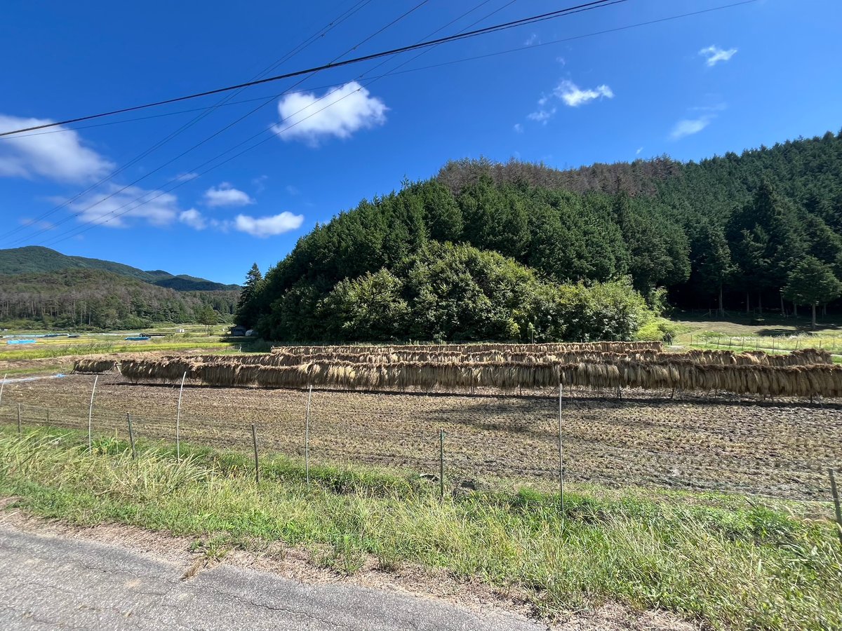 令和6年度長野県産 特別栽培米コシヒカリ 【はぜかけ米20kg 令和6年度長野県産 特別栽培米コシヒカリ 【はぜかけ米20kg