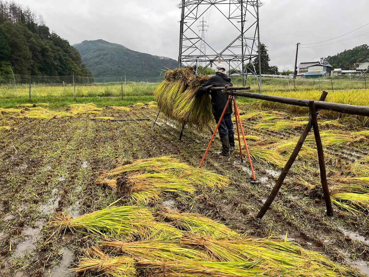 令和6年度長野県産 特別栽培米コシヒカリ 【はぜかけ米20kg 令和6年度長野県産 特別栽培米コシヒカリ 【はぜかけ米20kg