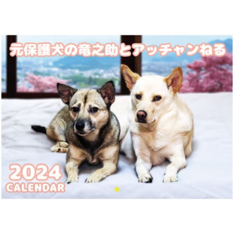 【予約販売】 元保護犬の竜之助とアッチャン 2024年 壁掛け カレンダー KK24182
