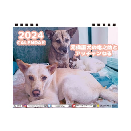 【予約販売】 元保護犬の竜之助とアッチャン 2024年 卓上 カレンダー TC24183