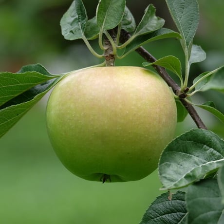 りんご「黄王」家庭用（10kg箱：32~36玉）