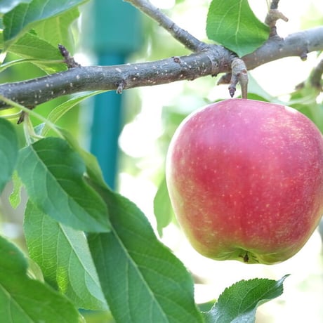 りんご「恋空」家庭用（5kg箱：16~18玉）