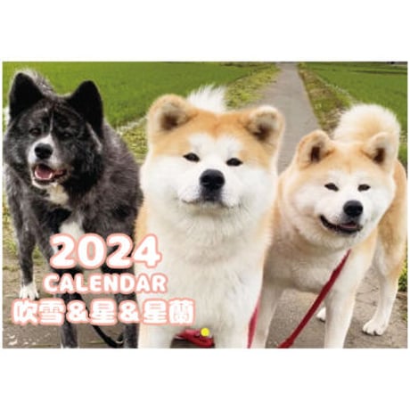 【予約販売】 秋田犬の吹雪＆星＆星蘭 2024年 壁掛け カレンダー KK24264