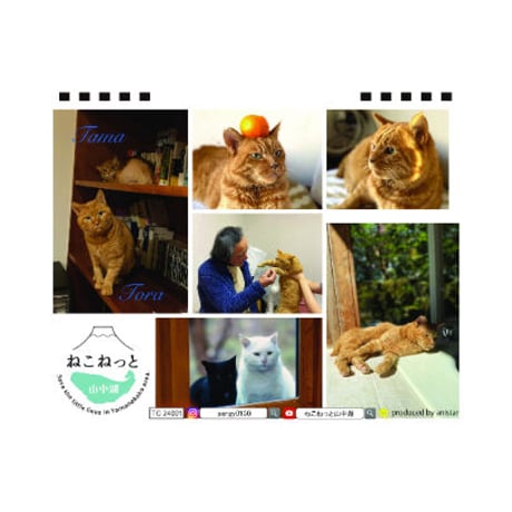 【予約販売】 猫のねこねっと 山中湖 2024年 卓上 カレンダー TC24222
