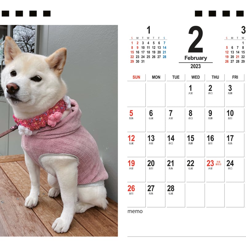 予約販売】 柴犬 白柴のココ 2023年 卓上カレンダー TC23034 | 白柴の