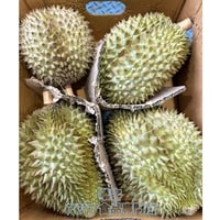 泰国産 金枕榴槤  2.1~2.5kg M号 榴槤 榴梿 榴連 タイ産 ドリアン 金枕 生ドリアン モントーン 新鮮ドリアン  Monthong  Durian【常温便】