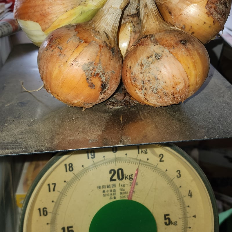 直売手渡し可】【送料込】宅急便 玉ねぎ（ケルタマ）約5kg | Multi