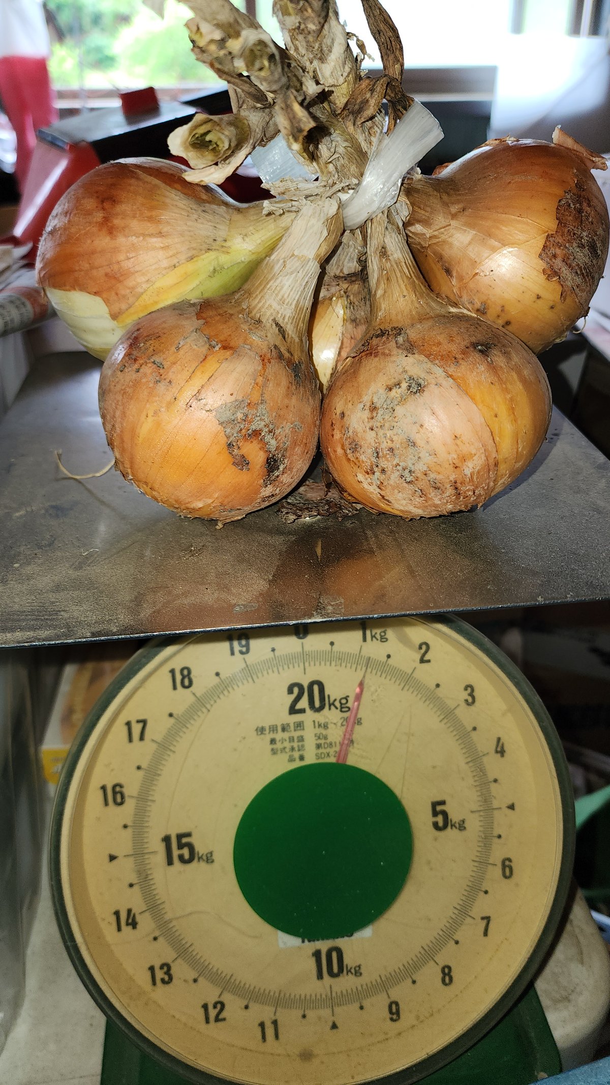 直売手渡し可】【送料込】宅急便 玉ねぎ（ケルタマ）約5kg | Multi