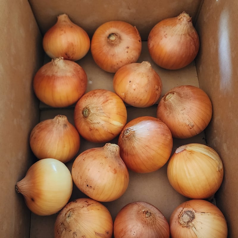 直売手渡し可】【送料込】宅急便 玉ねぎ（ケルタマ）約5kg | Multi