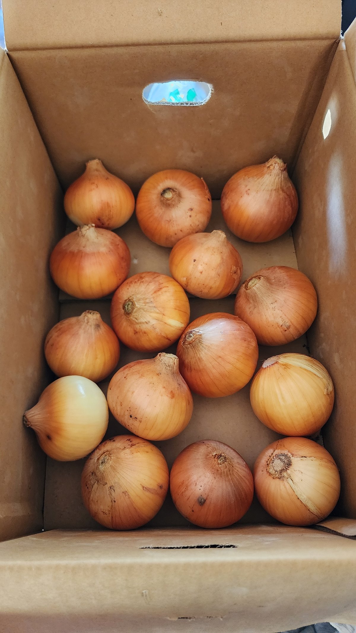 直売手渡し可】【送料込】宅急便 玉ねぎ（ケルタマ）約5kg | Multi