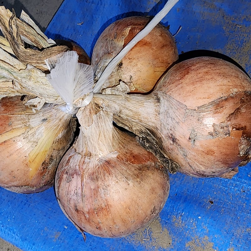 直売手渡し可】【送料込】宅急便 玉ねぎ（ケルタマ）約5kg | Multi