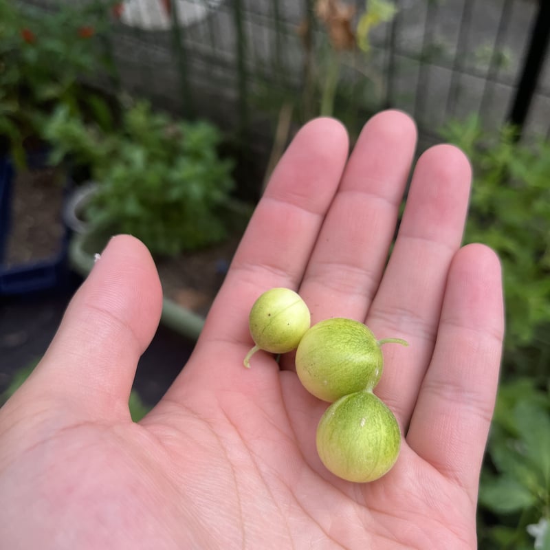 種子】雑草メロン5粒 | くくるび太's STORE