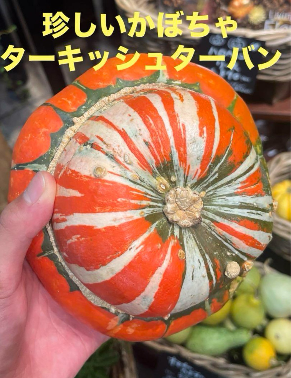 種子】ターキッシュターバンかぼちゃ 5粒 | くくるび太's STORE