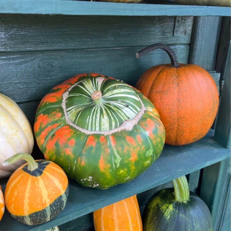 種子】ターキッシュターバンかぼちゃ 5粒 | くくるび太's STORE