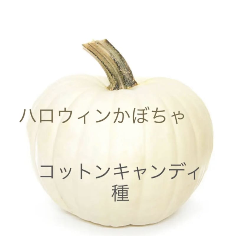 種子】コットンキャンディ かぼちゃ 5粒 | くくるび太's STORE