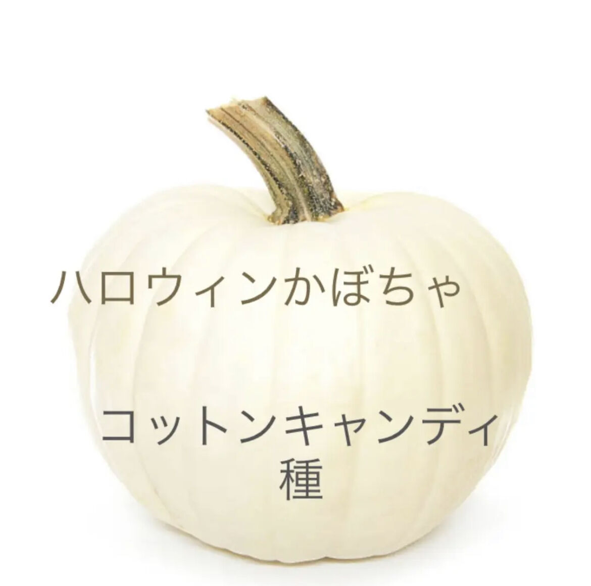 種子】コットンキャンディ かぼちゃ 5粒 | くくるび太's STORE