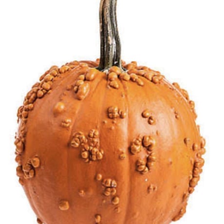 【種子】ハロウィンかぼちゃKnuckle Head Pumpkin 5粒