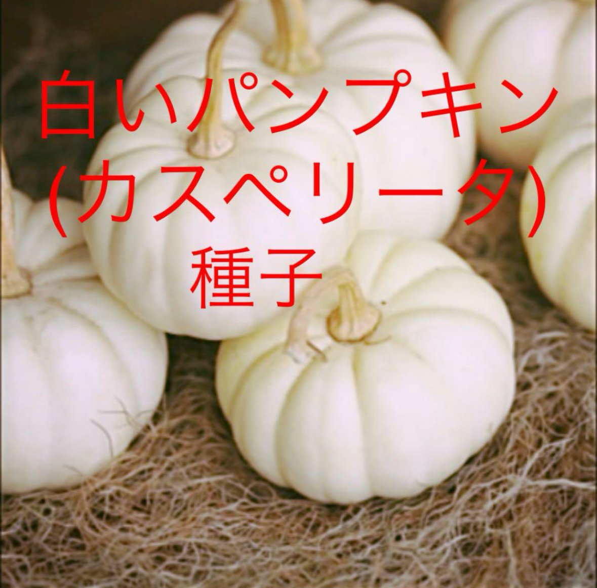 種子】 白いカボチャ カスペリータ5粒 | くくるび太's STORE