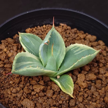 【No.43】アガベ パリートランカータ ライムストリーク 極上美株 No.43】アガベ パリートランカータ ライムストリーク 極上美株