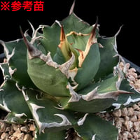 トライデント/チタノタ　輸入・発根管理中