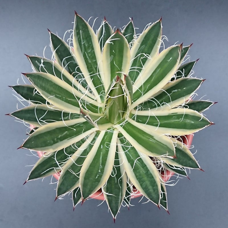 白糸の王妃錦/フィリフェラ | studio GP