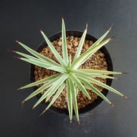 ストリクタ ナナ錦　カキコ付