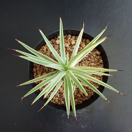 ストリクタ | STORES