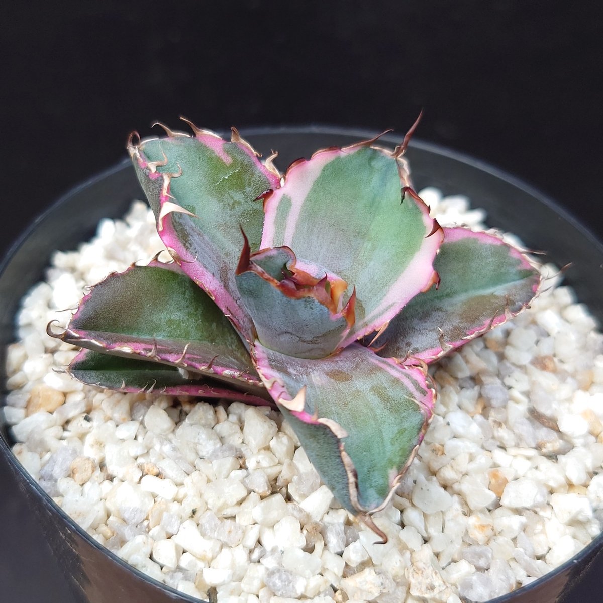 ブラックダイヤモンド/チタノタ | studio GP