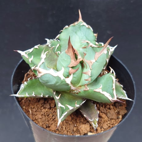 ドワーフ | STORES