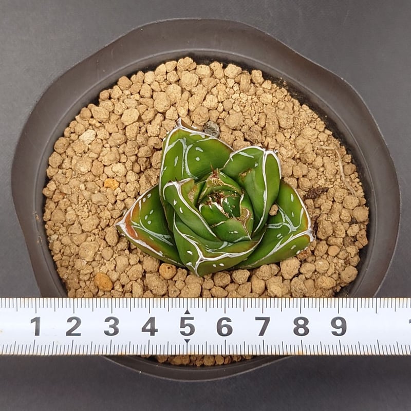 笹の雪D型/ヴィクトリアレジーナ | studio GP