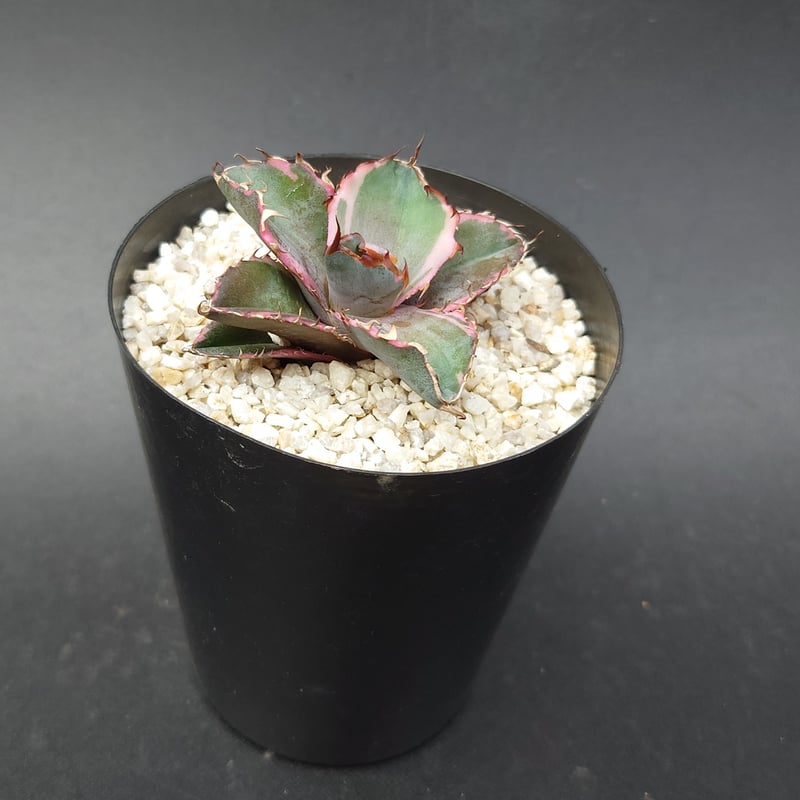 ブラックダイヤモンド/チタノタ | studio GP