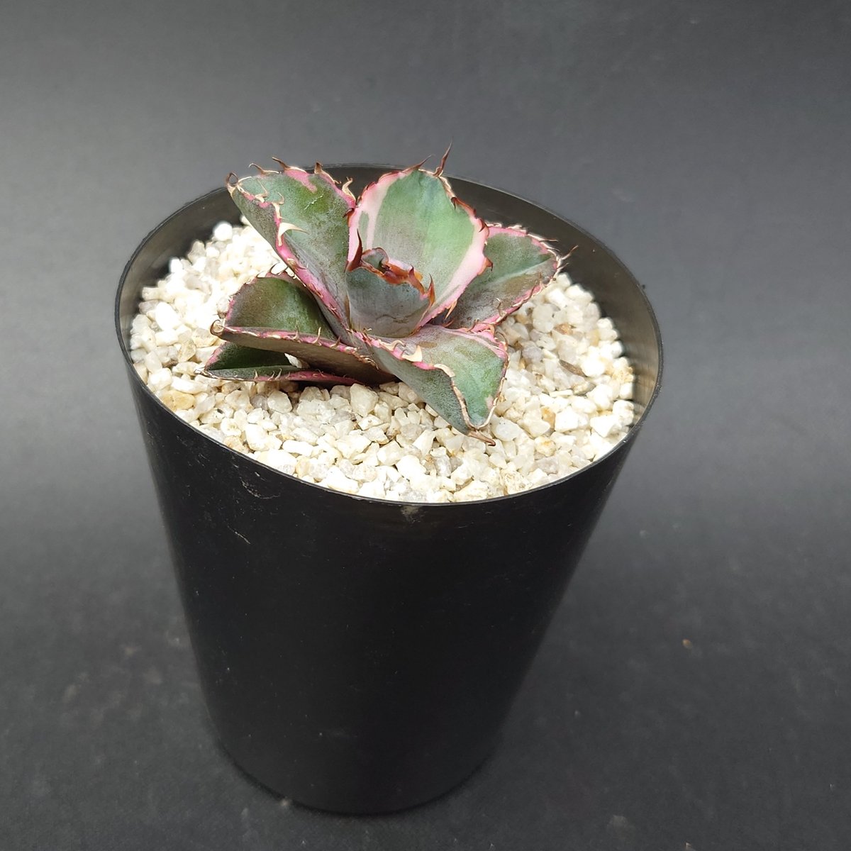 アガベ 　チタノタ　ブラックダイヤモンド とってもスタイリッシュメンズプランツ アガベ チタノタ ブラックダイヤモンド とってもスタイリッシュメンズ