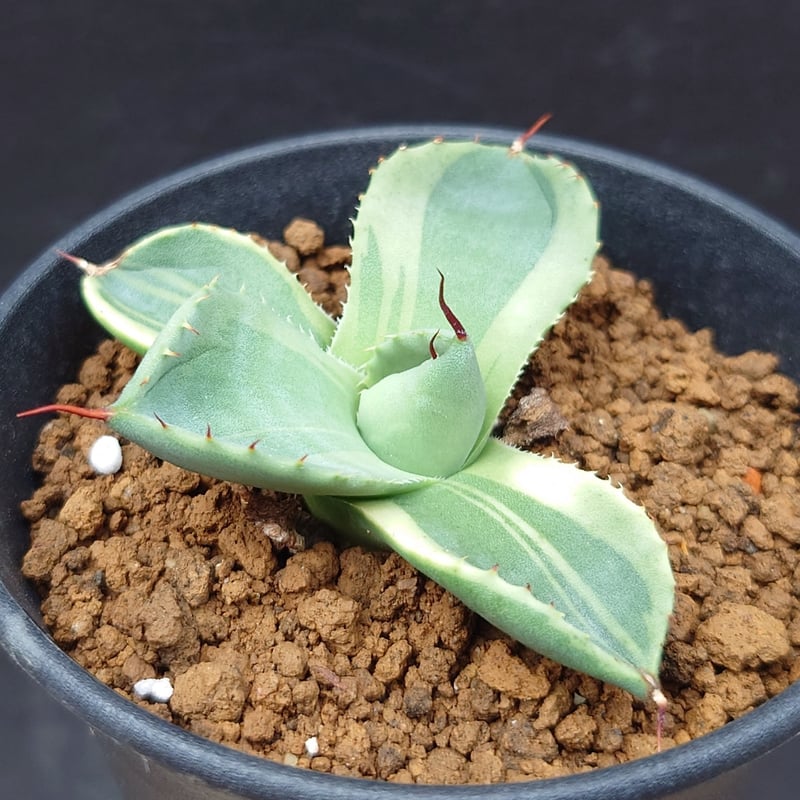 パリー トランカータ錦 | studio GP